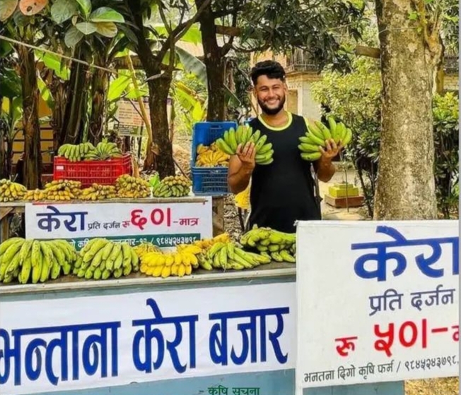 चितवनमा किसानबाटै सस्तो केरा: बजारमा महँगो, बारीमा सस्तो