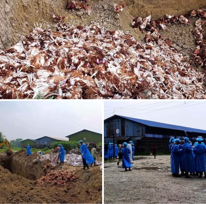 सुनसरीमा बर्डफ्लु पुष्टि भएपछि १ लाख ५० हजार कुखुरा नष्ट